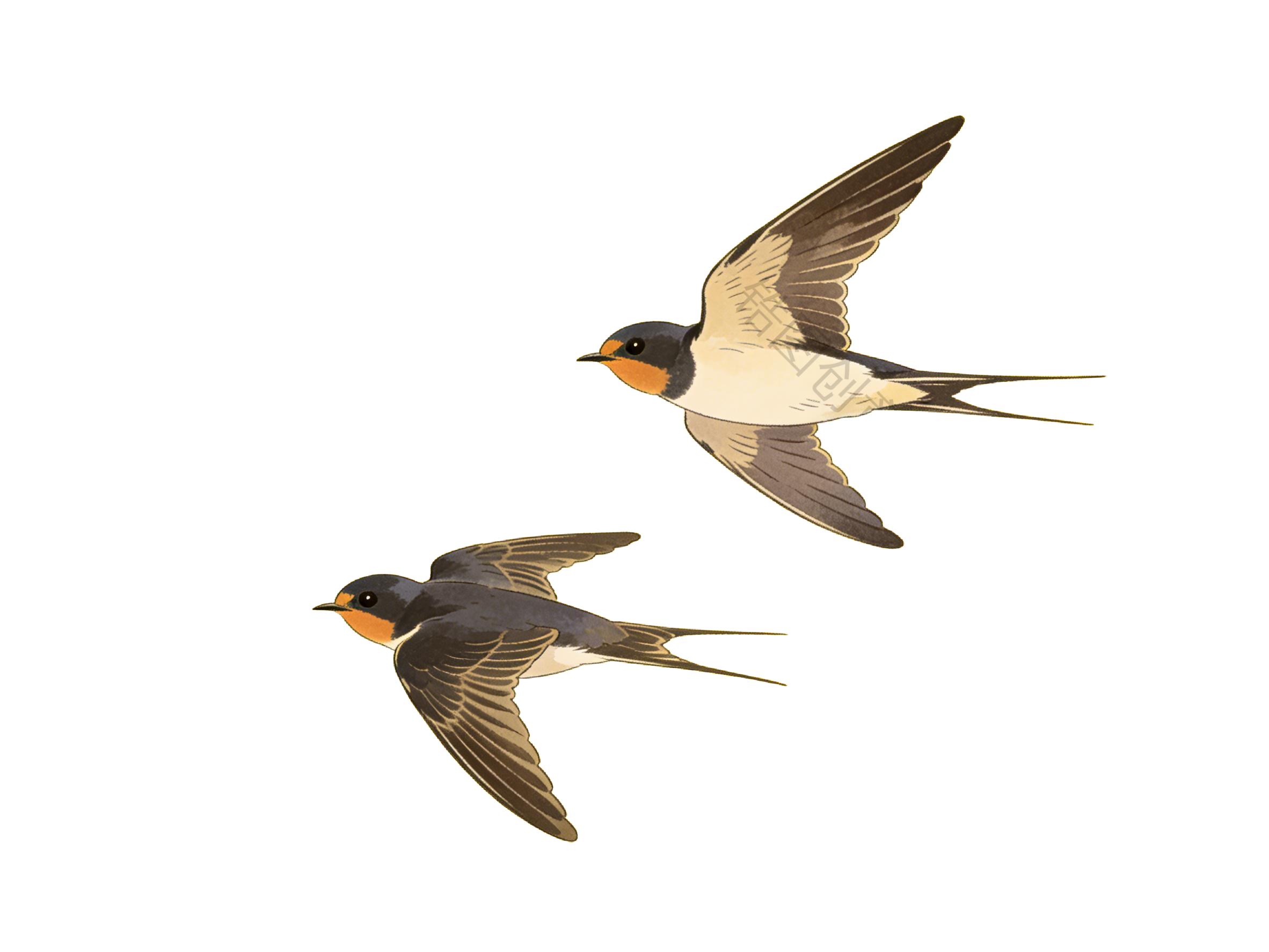 一对燕子插画元素