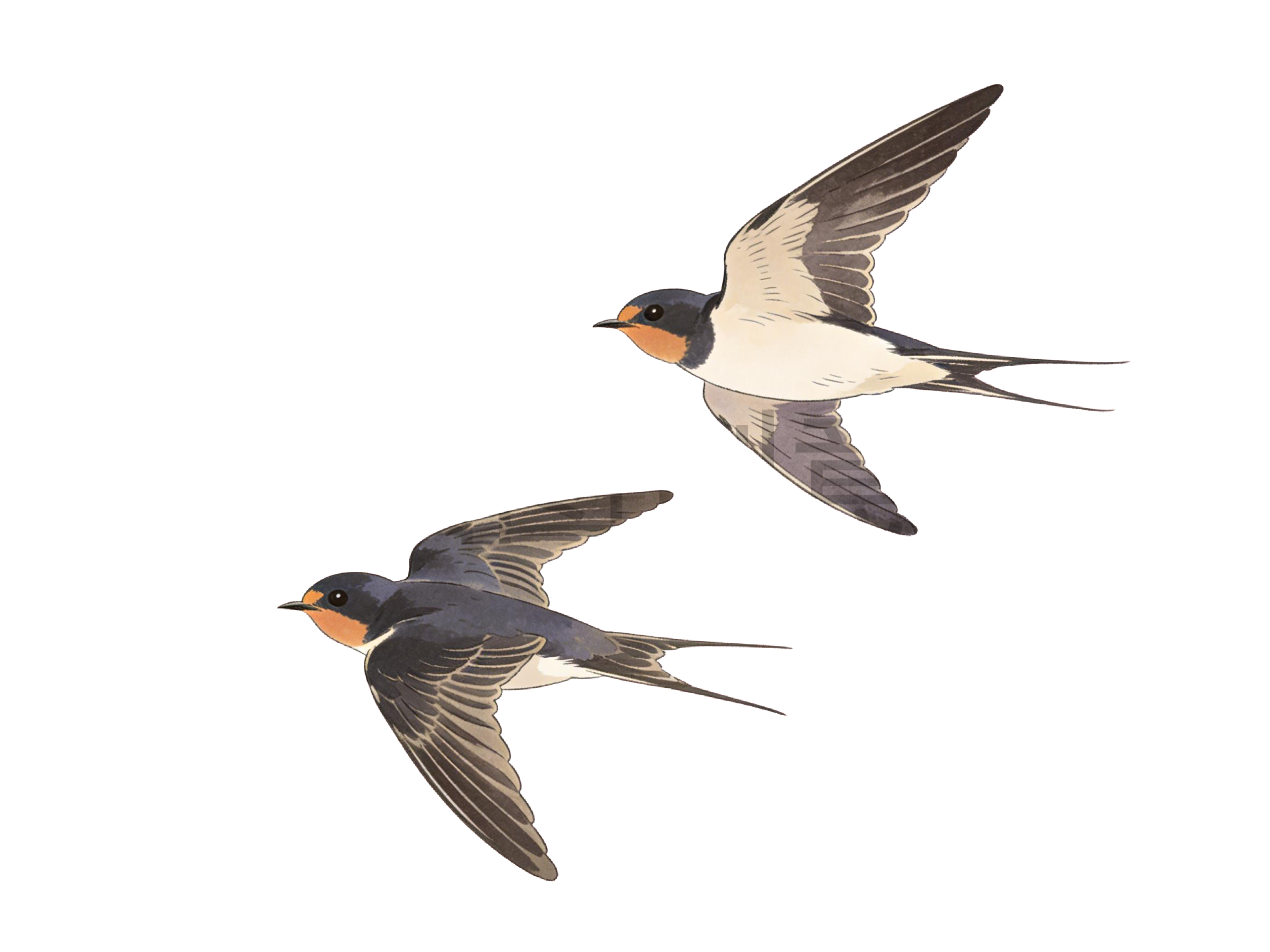 一对燕子插画元素