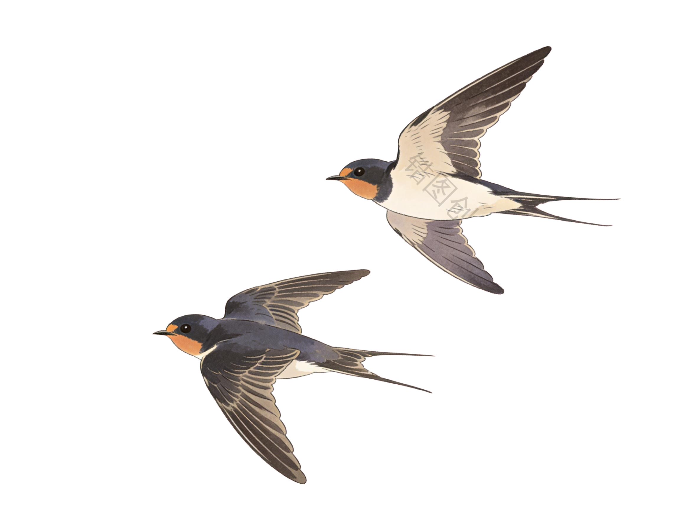 一对燕子插画元素