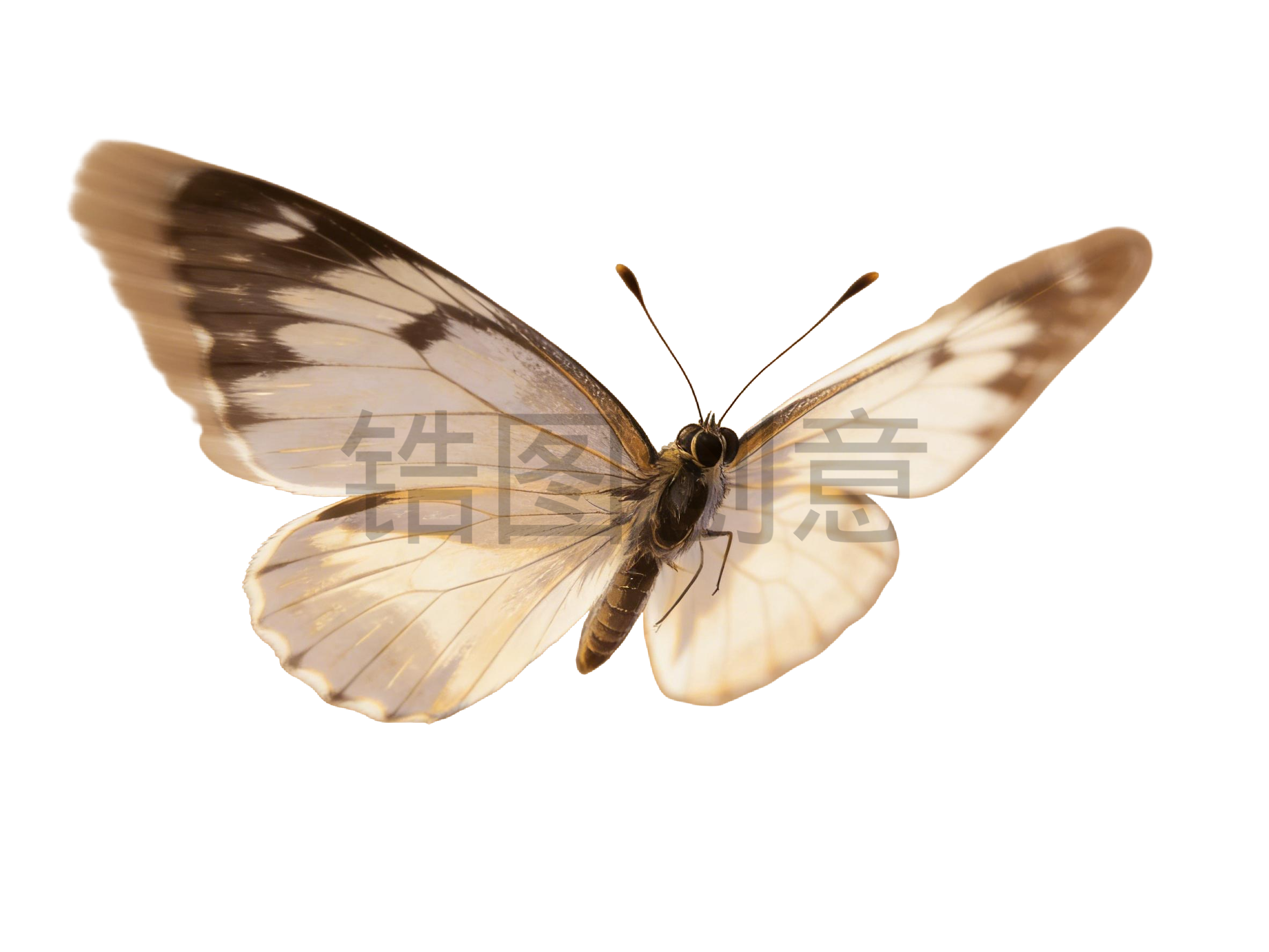 蝴蝶插画元素