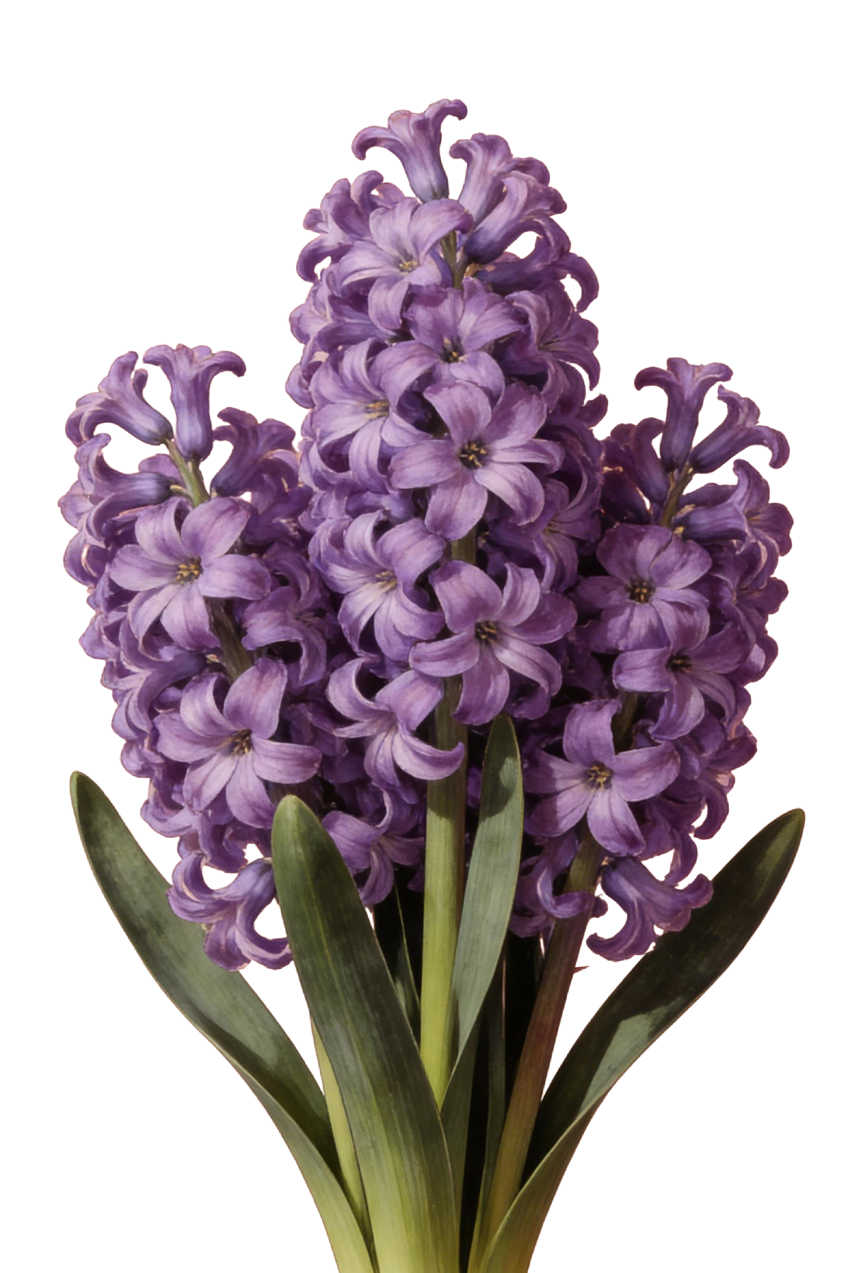 春天花卉插画元素