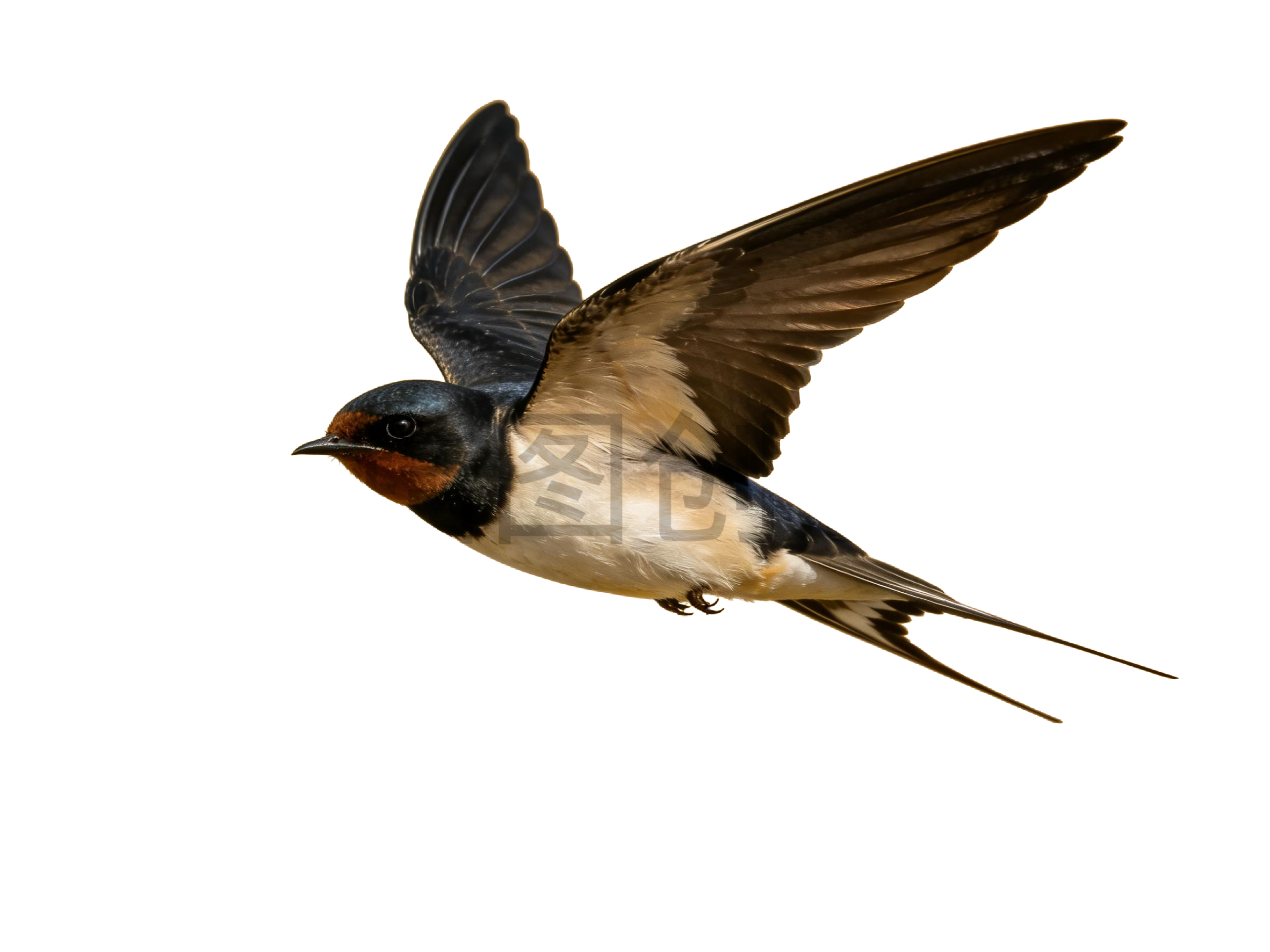 真实感飞燕燕子元素