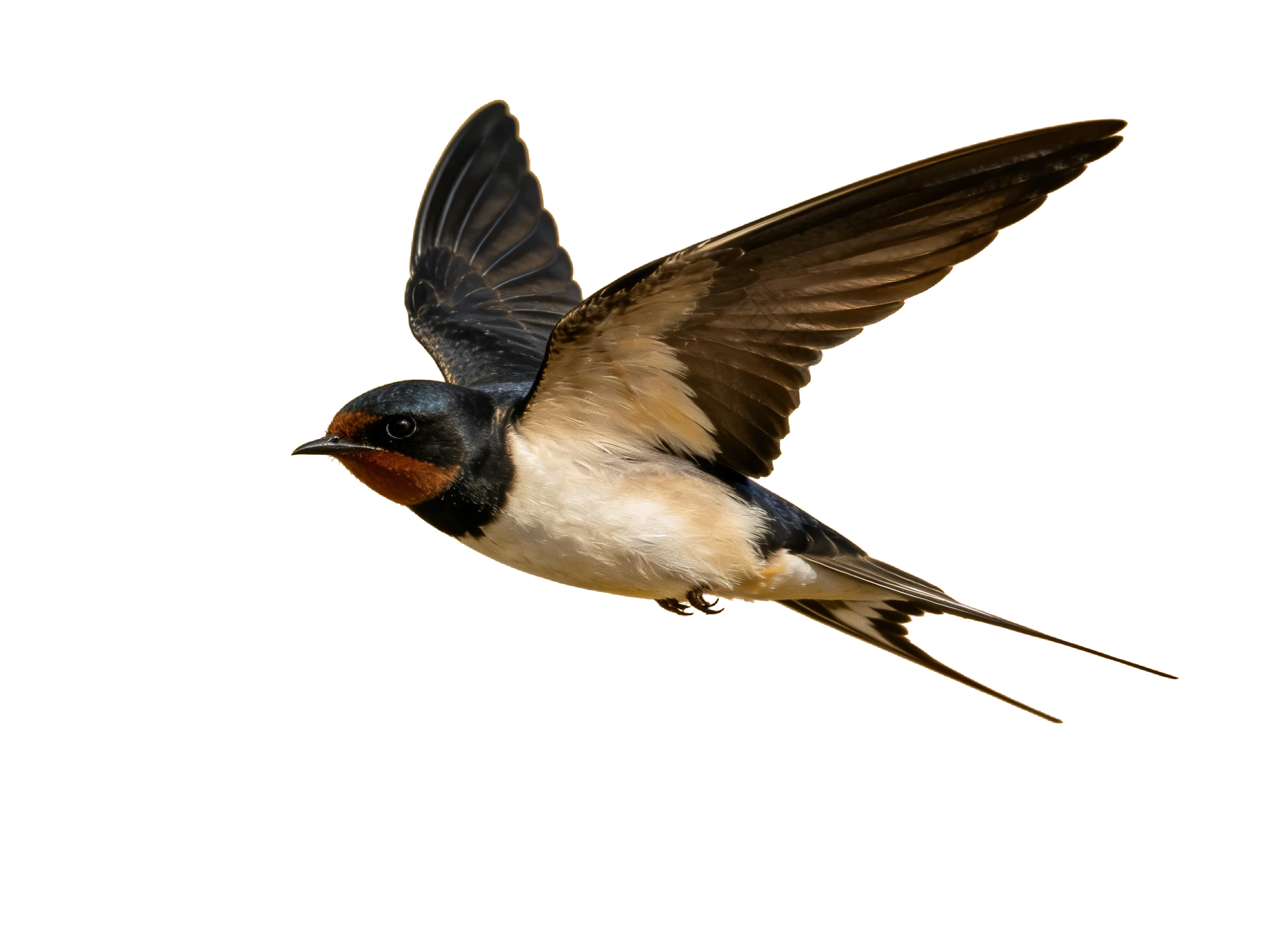 真实感飞燕燕子元素