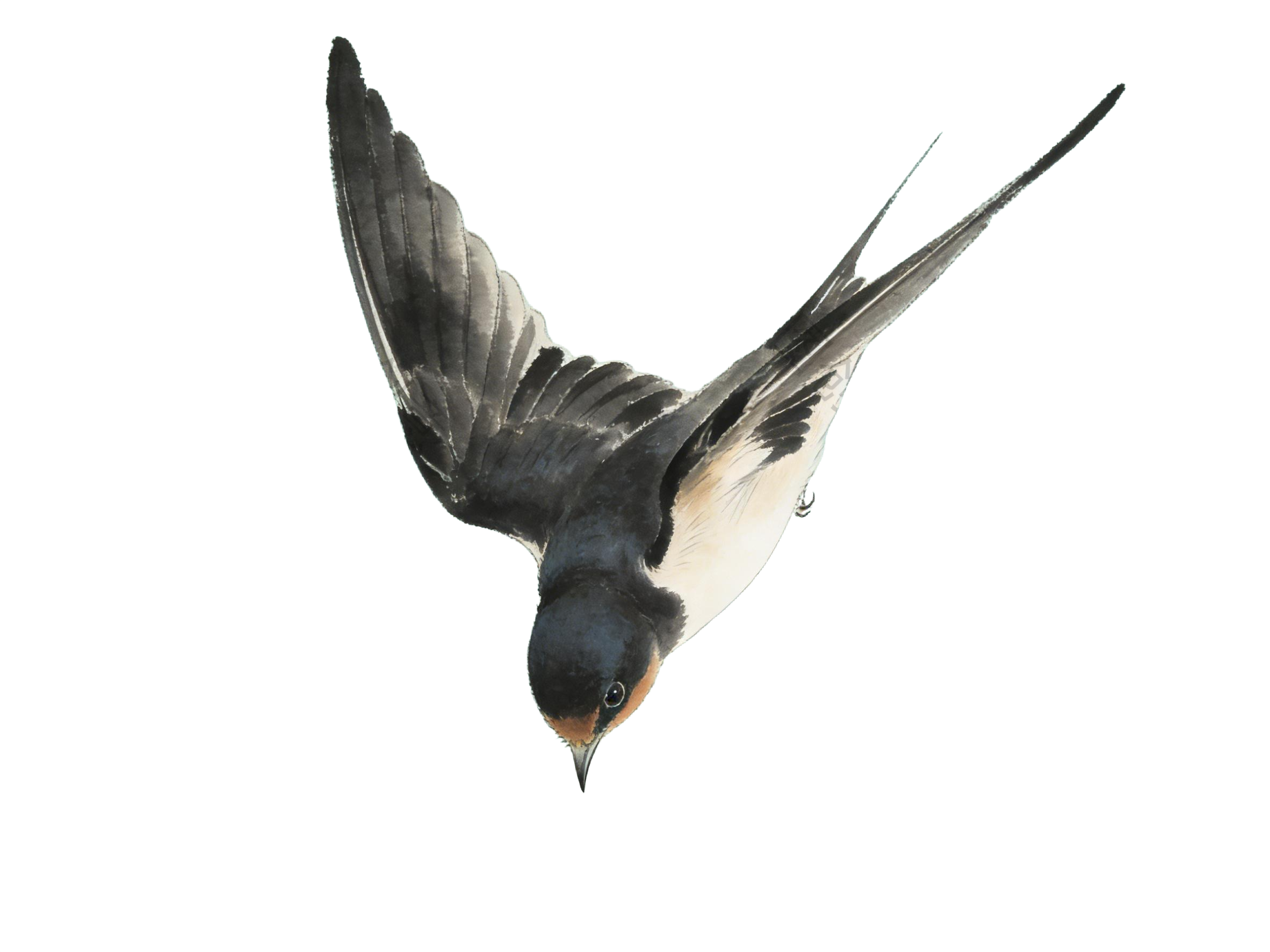 水墨国风飞行的燕子元素