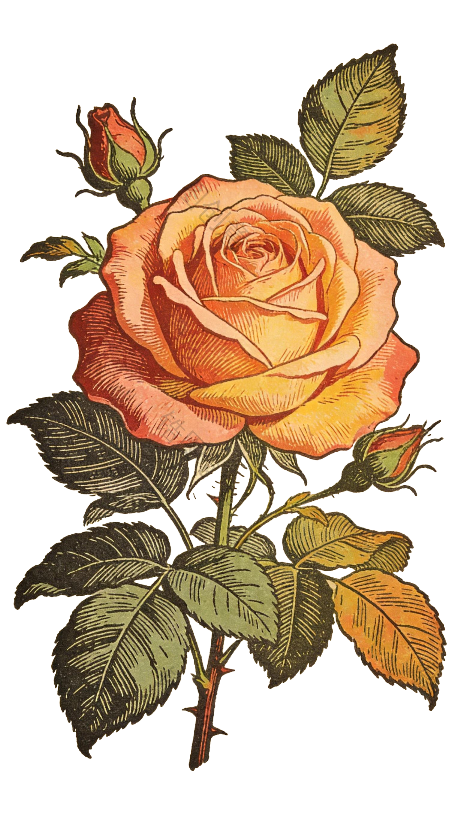 复古风玫瑰花元素