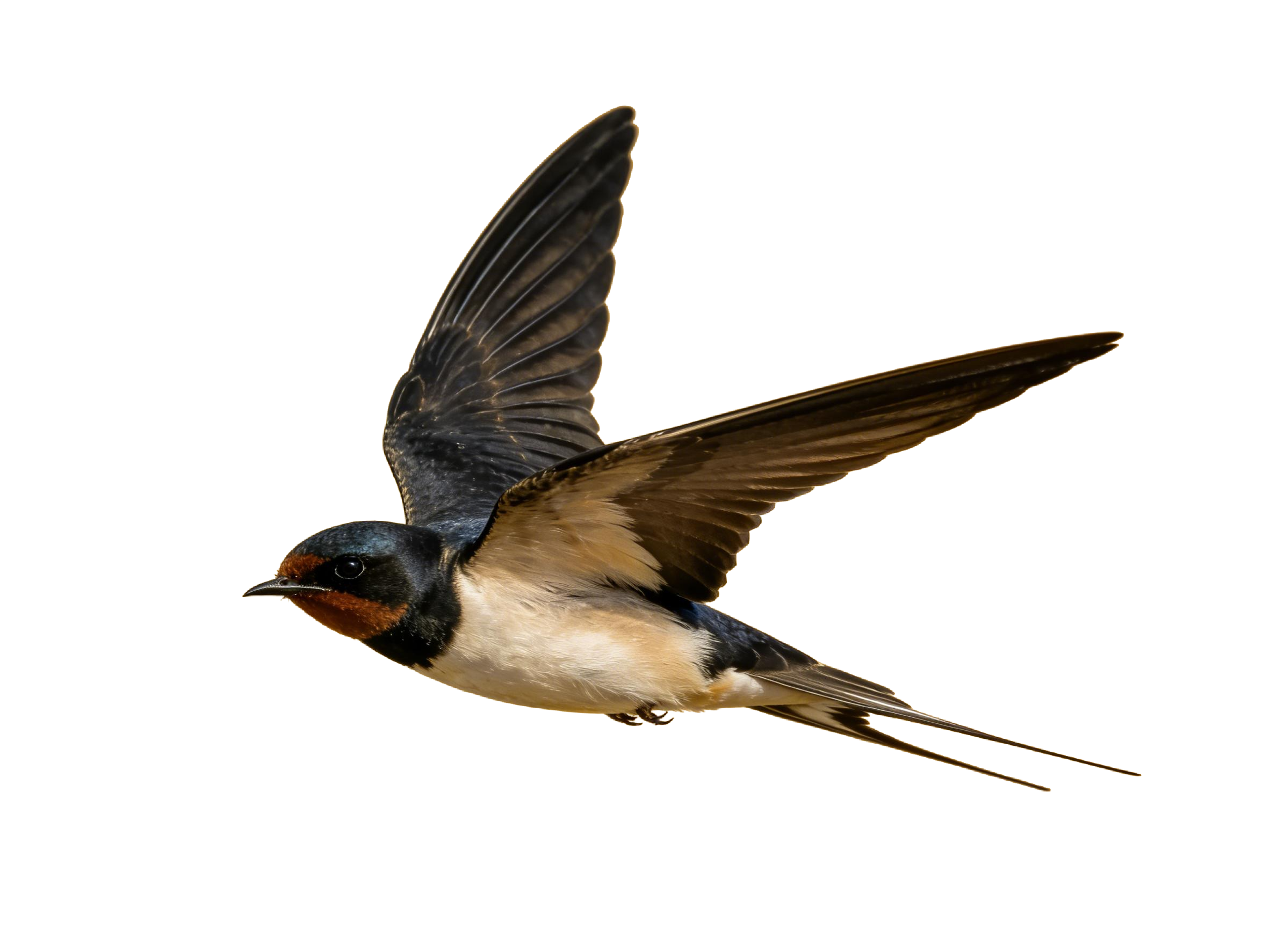 真实感飞燕燕子元素