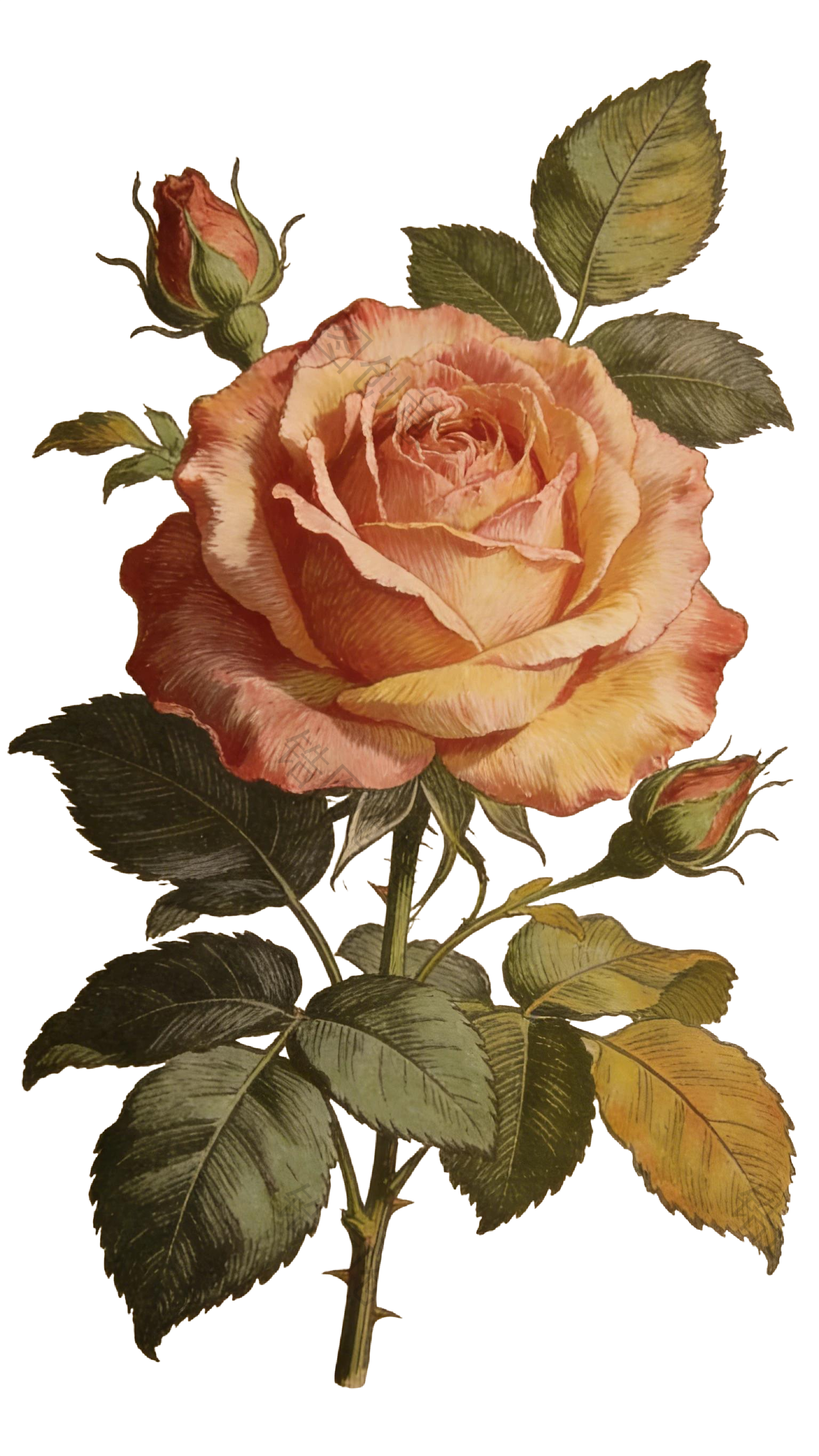 复古风玫瑰花元素