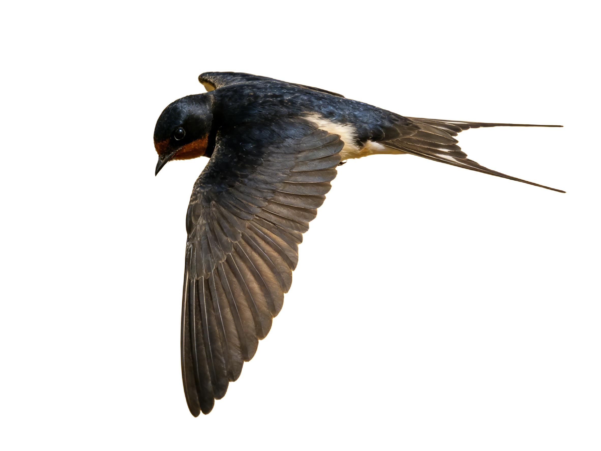 真实感飞燕燕子元素