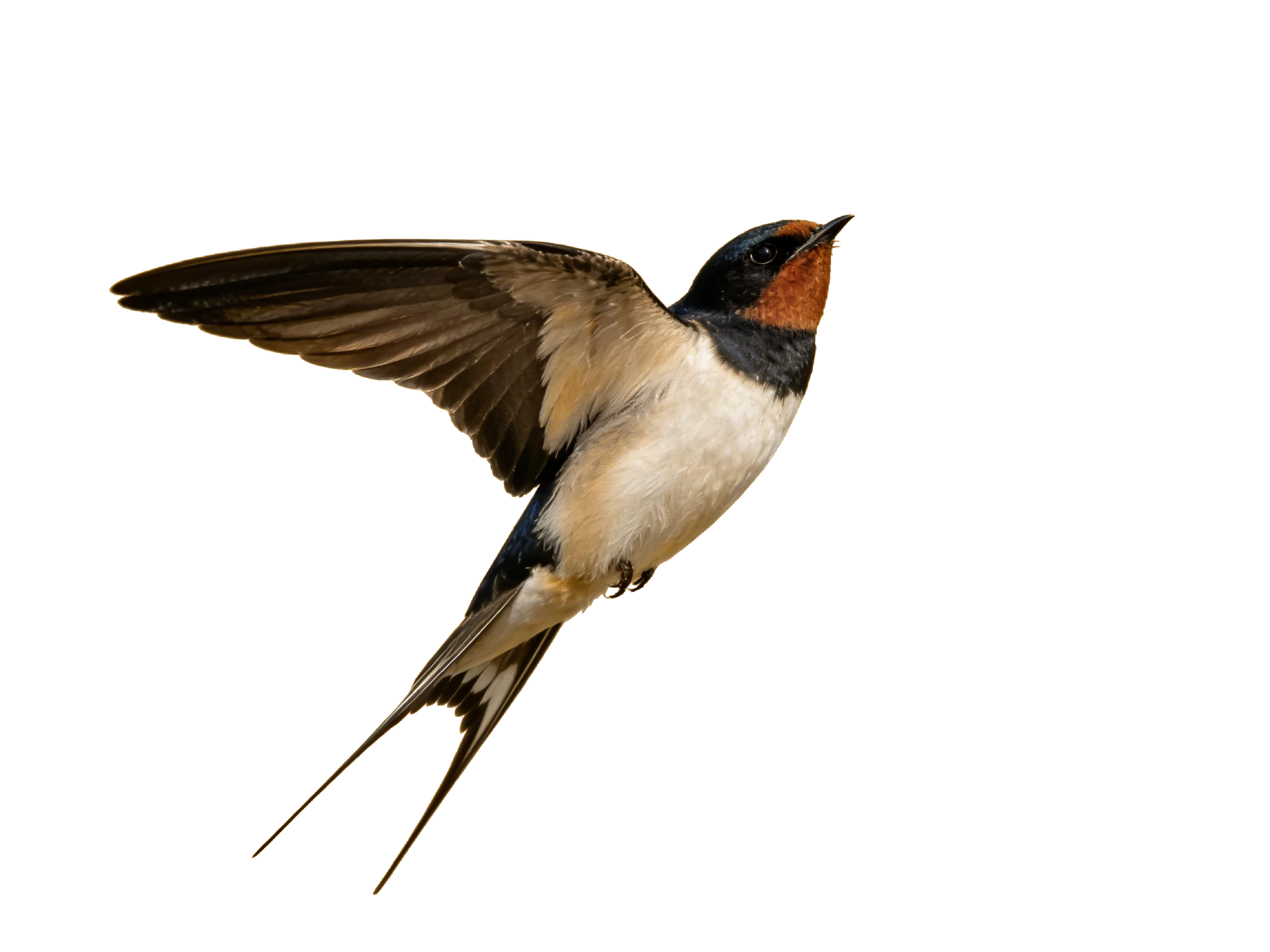 真实感飞燕燕子元素