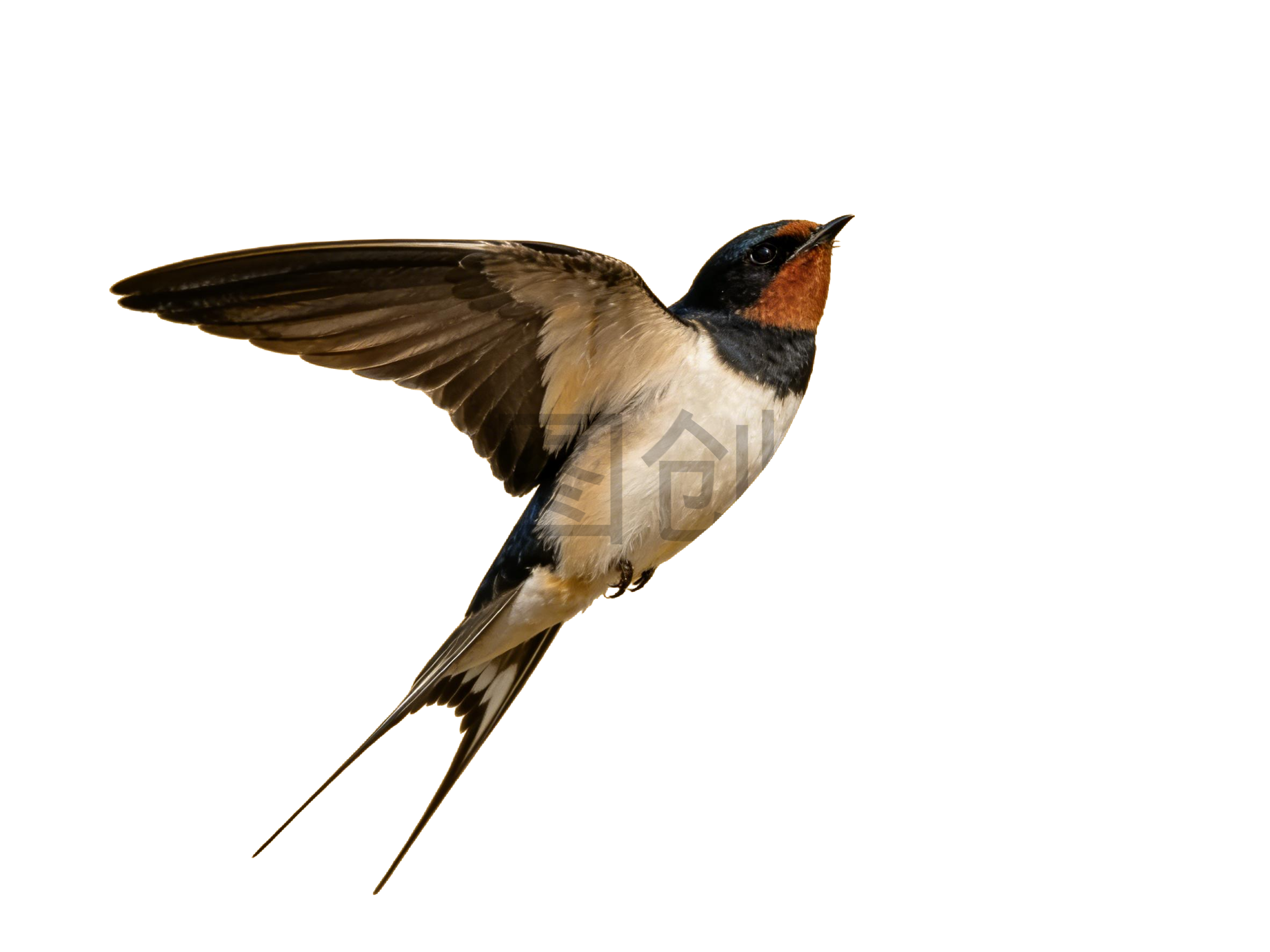 真实感飞燕燕子元素