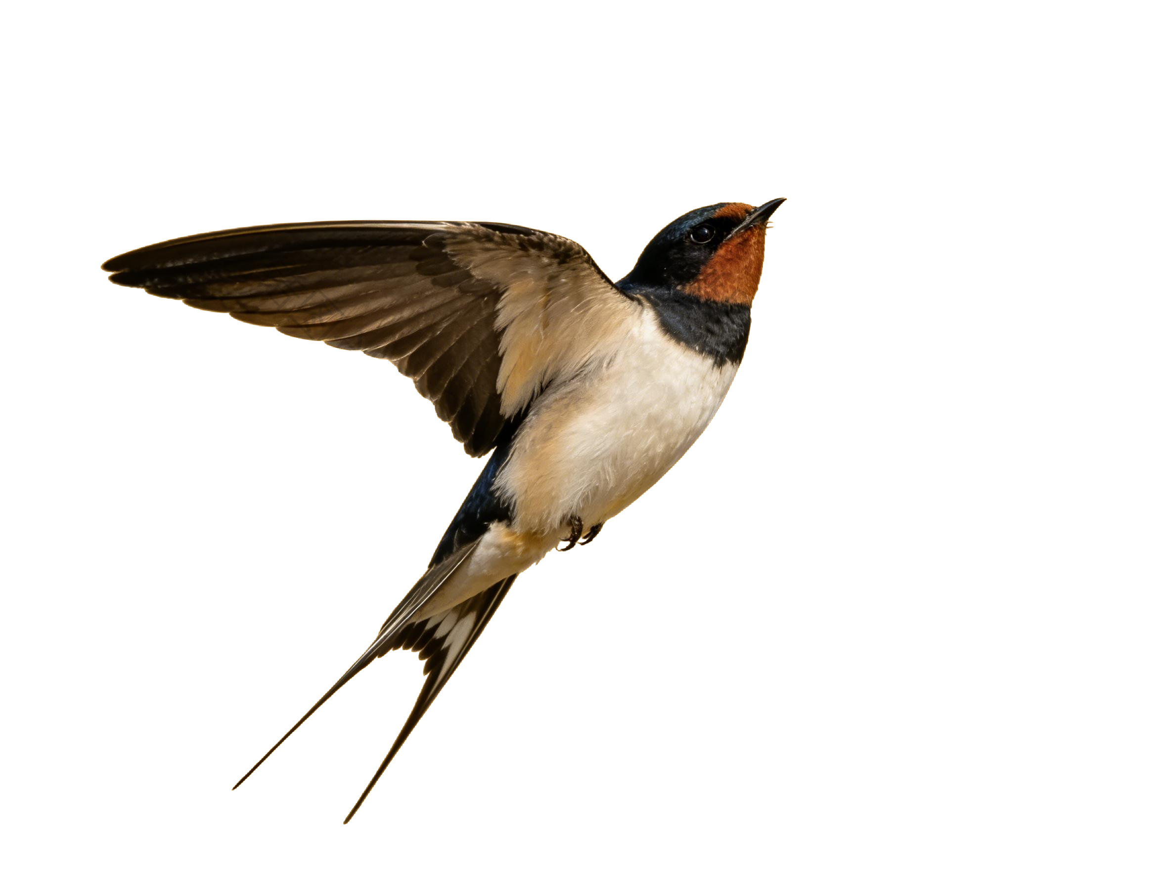 真实感飞燕燕子元素