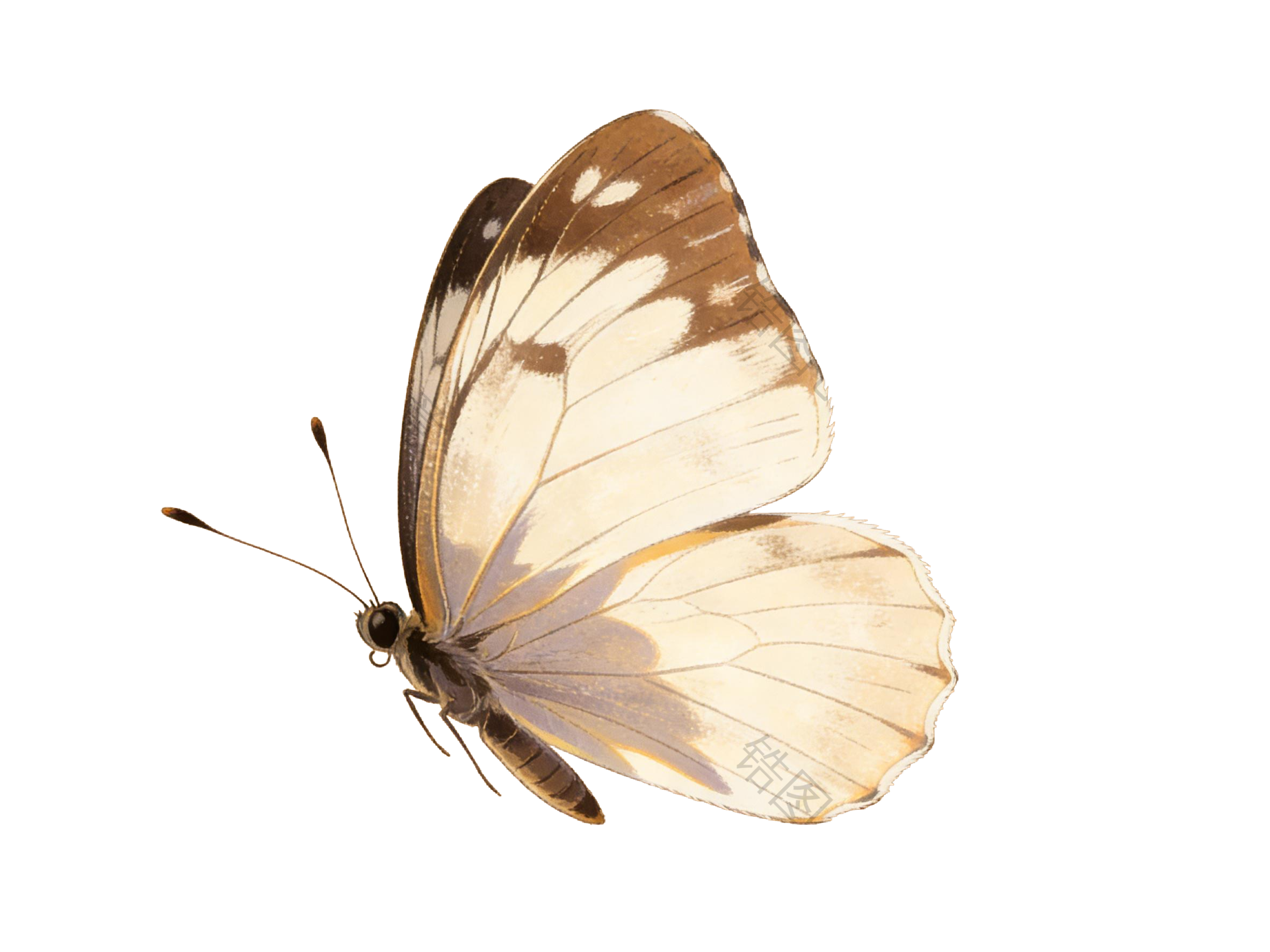 昆虫系列蝴蝶插画元素