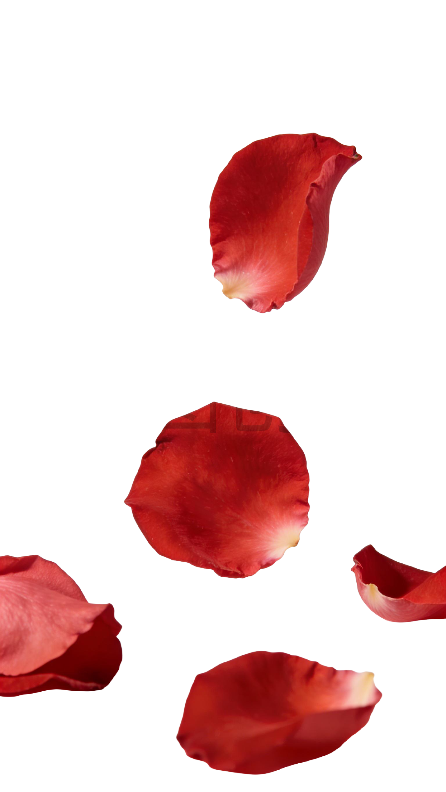 玫瑰花瓣元素