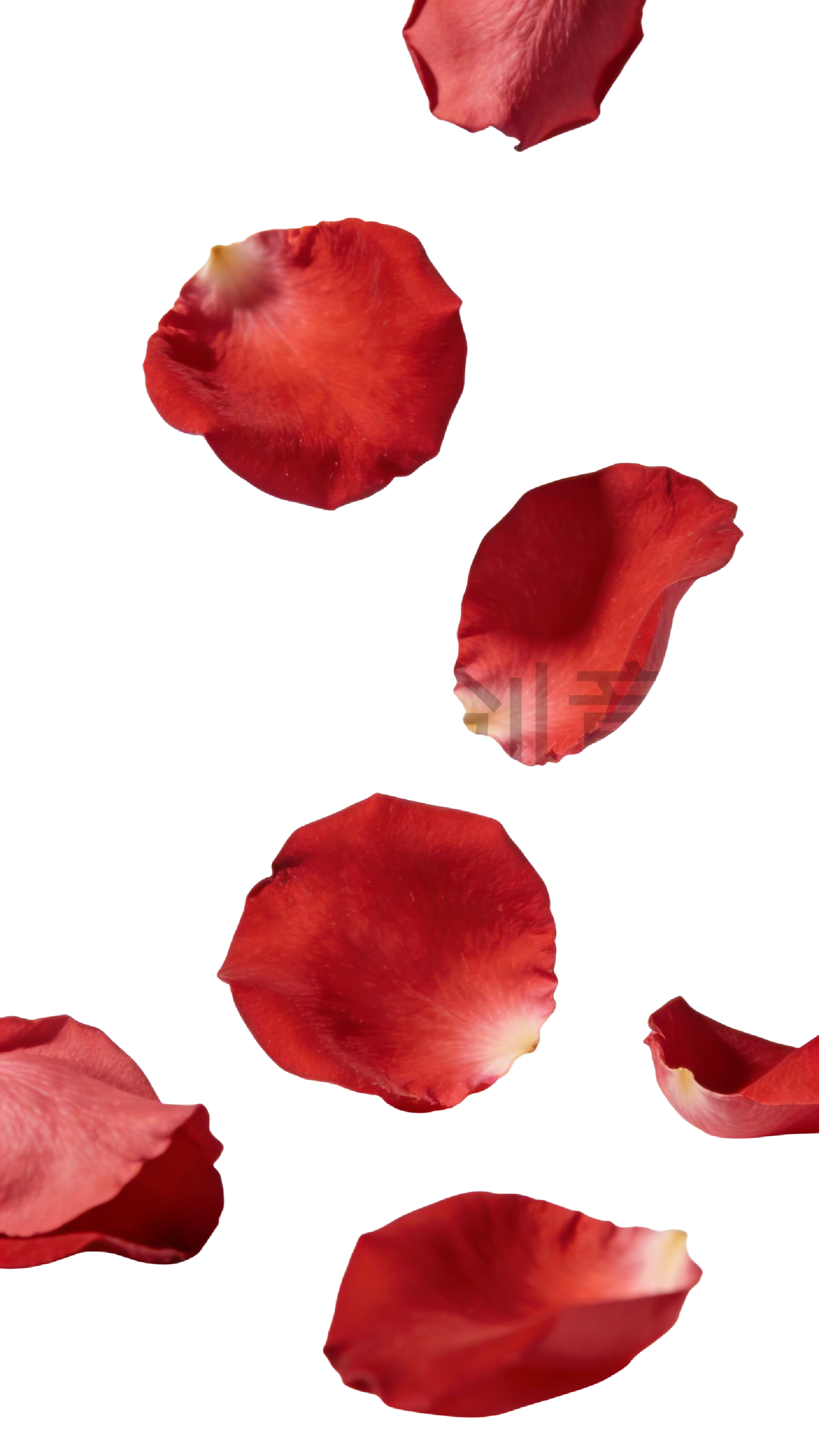 玫瑰花瓣元素
