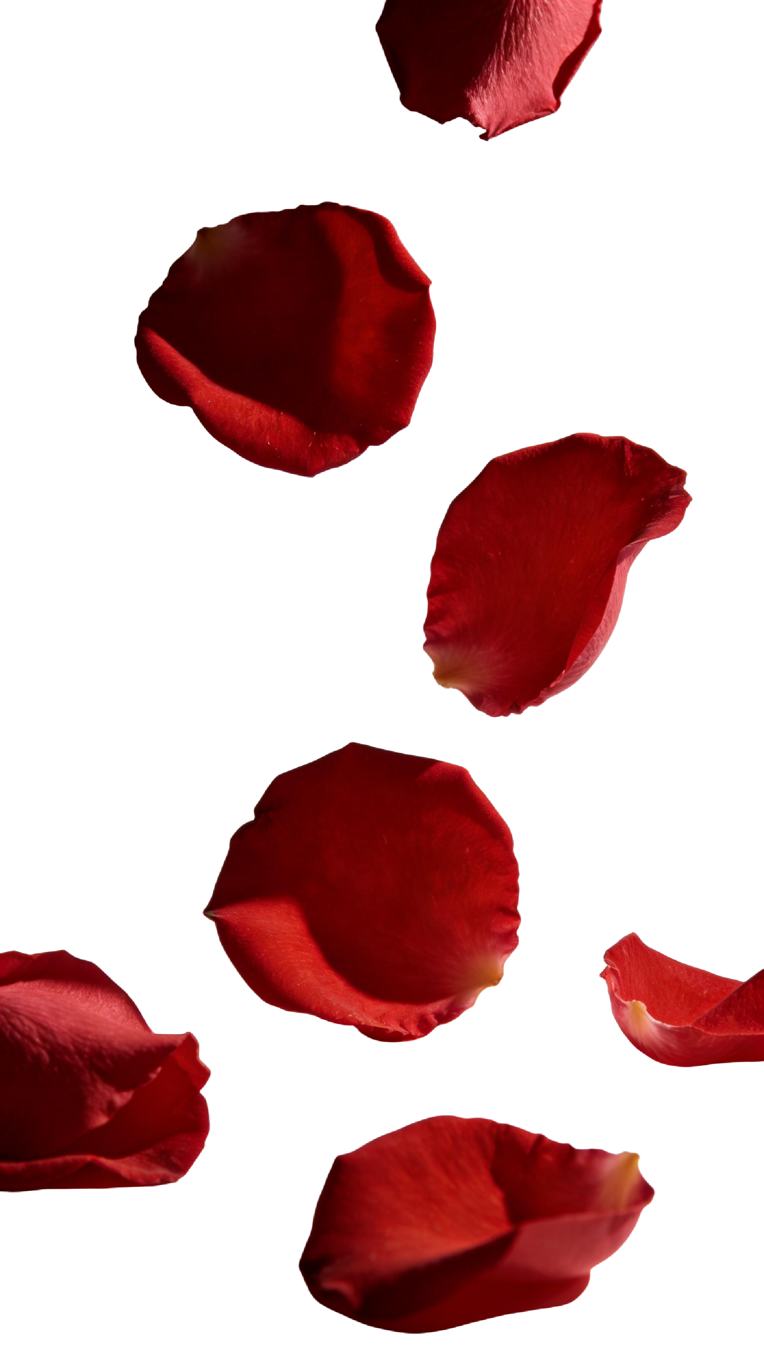 飘落玫瑰花瓣元素