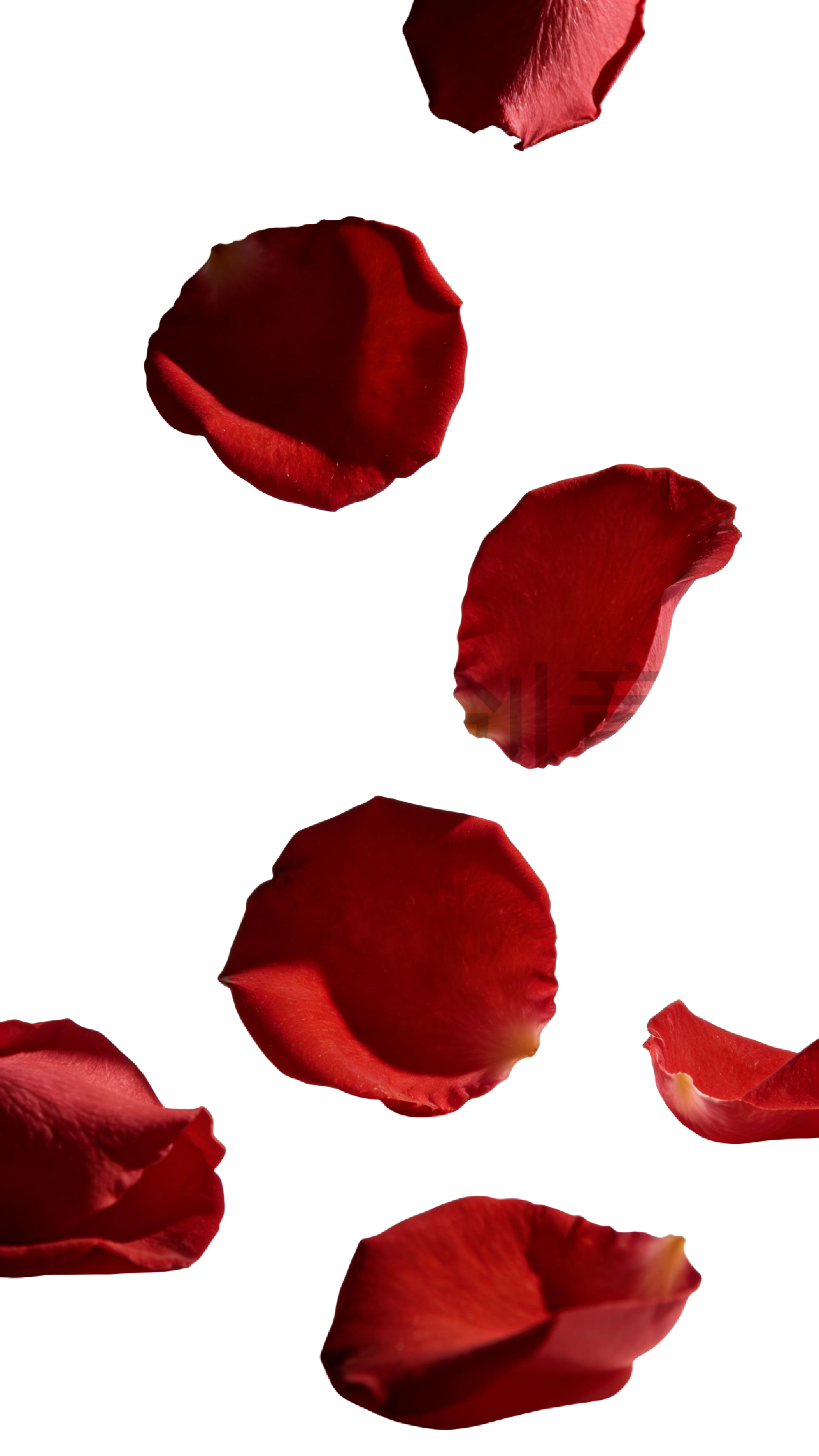 飘落玫瑰花瓣元素