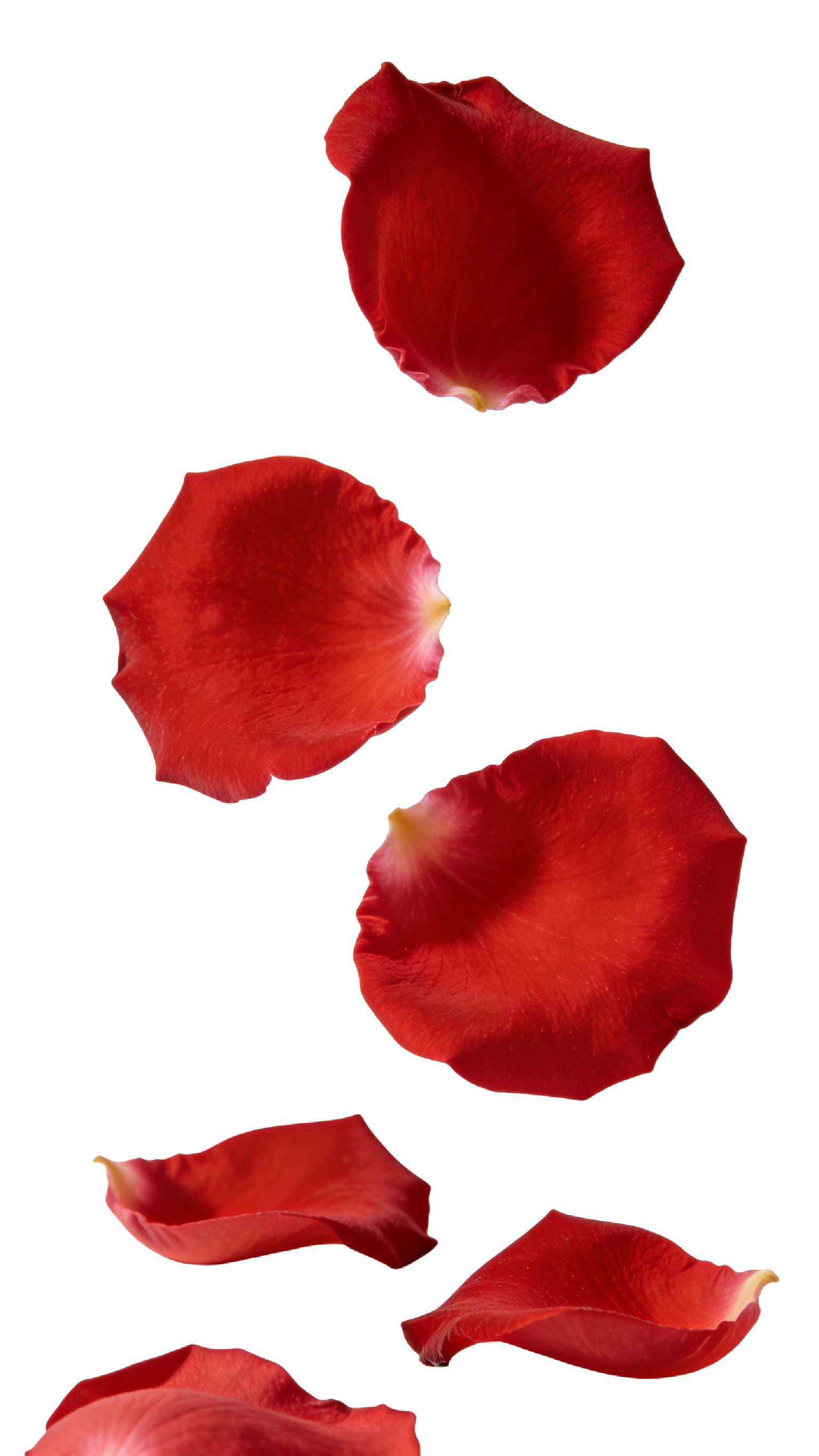 飘落的玫瑰花瓣插画元素