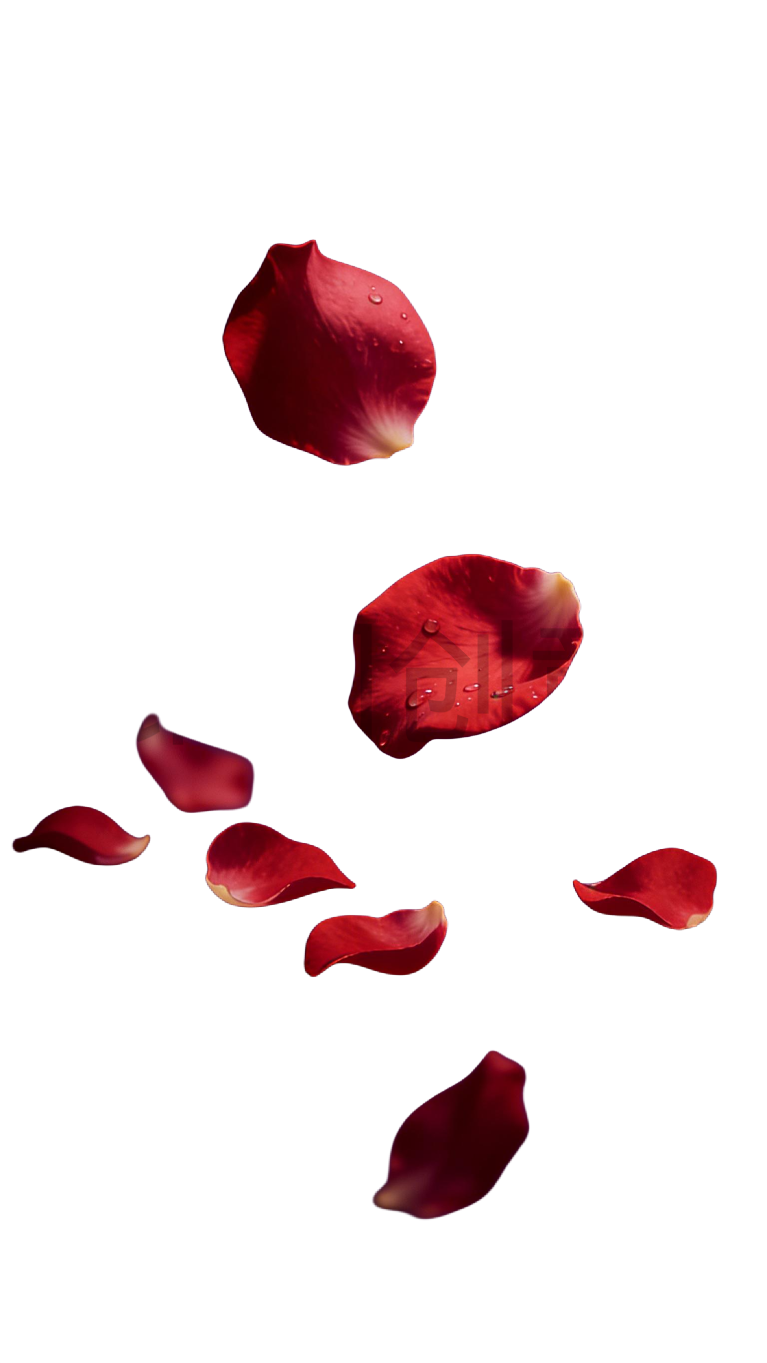 玫瑰花瓣元素