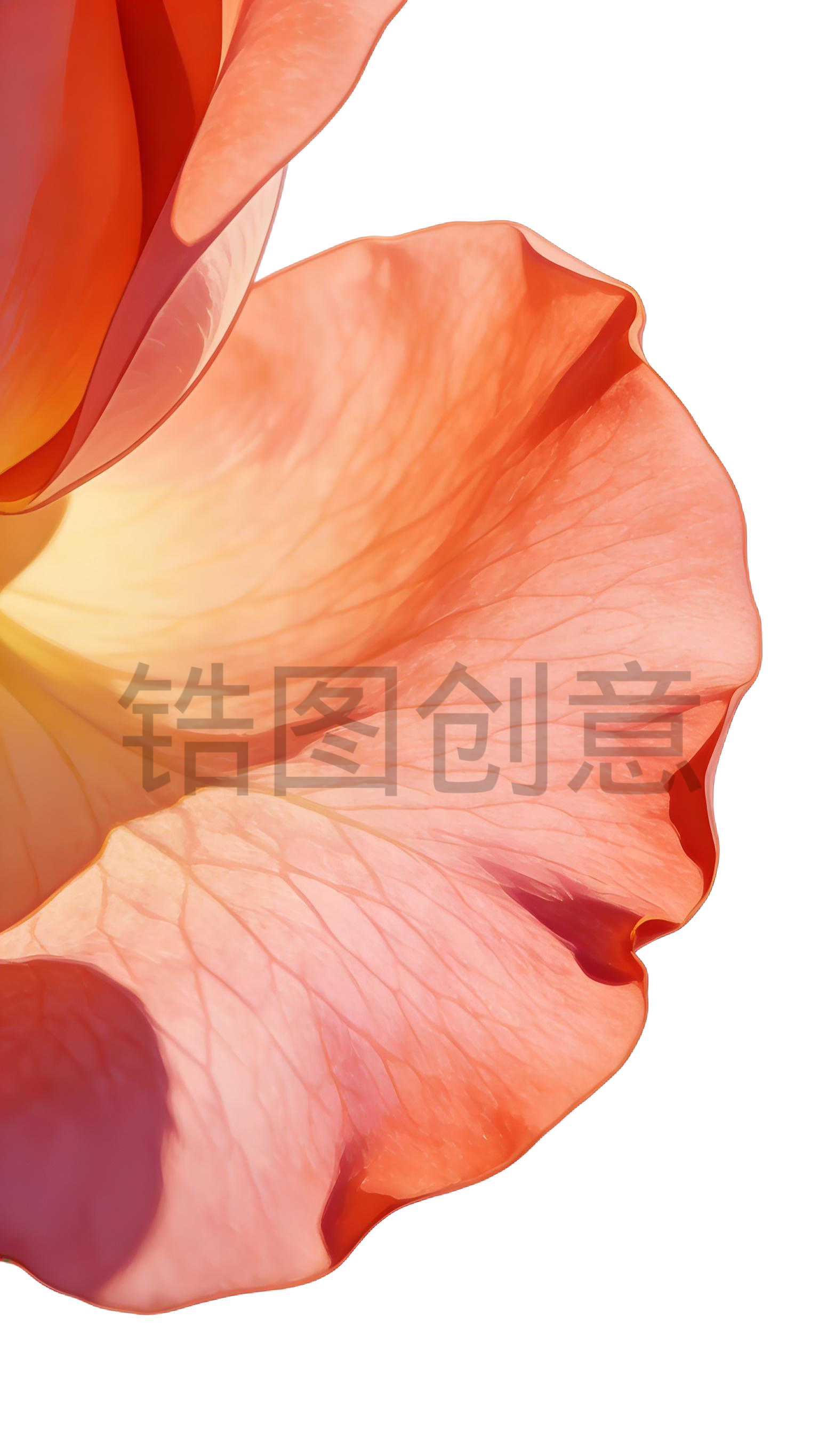 玫瑰花插画元素