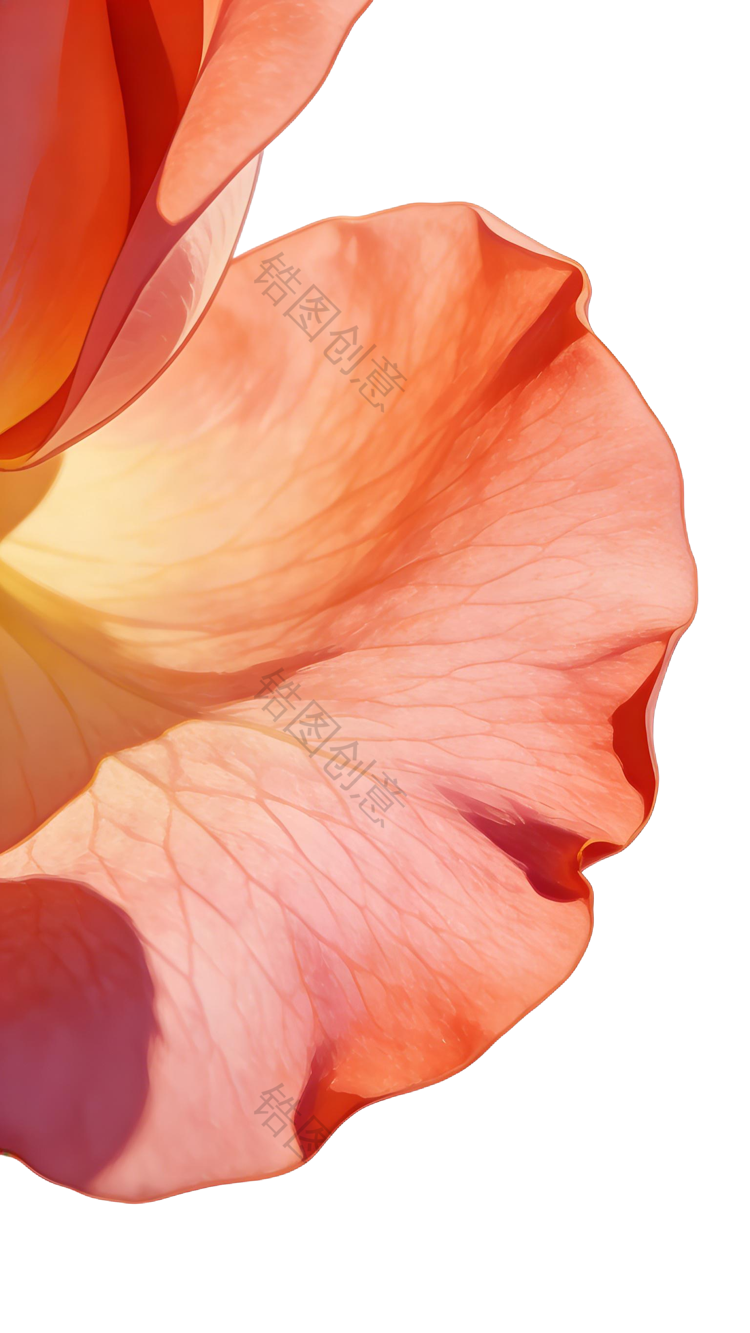 玫瑰花插画元素