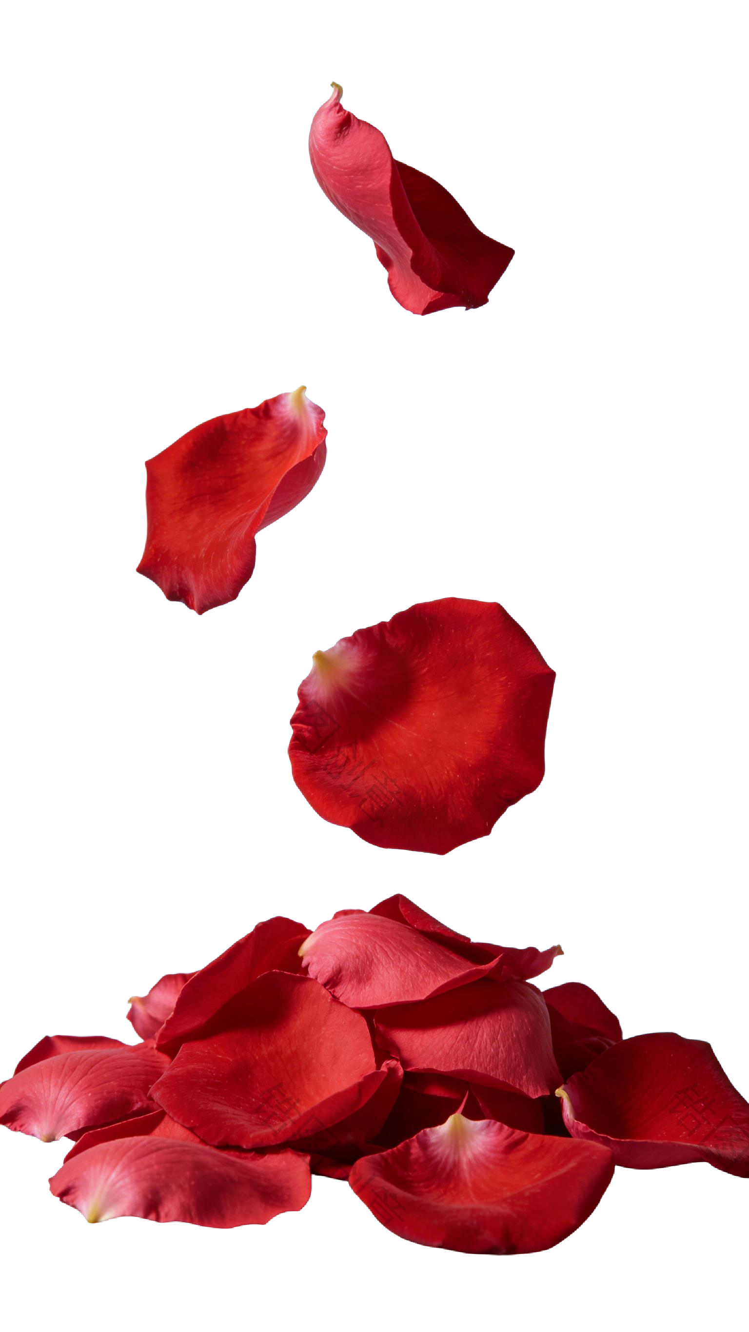 飘落的玫瑰花瓣元素