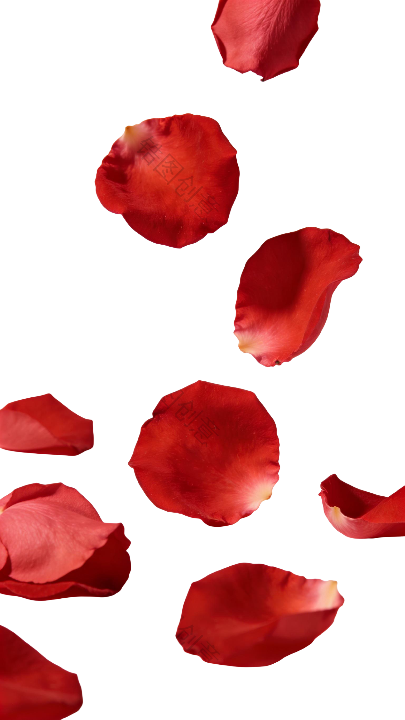 飘落玫瑰花瓣元素