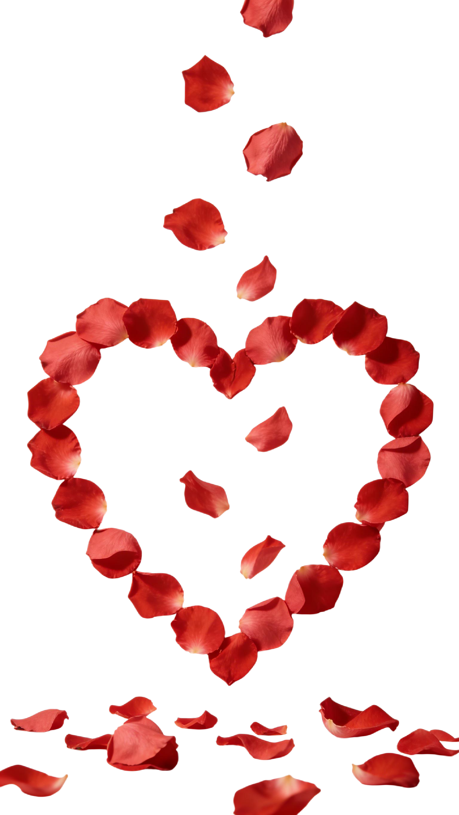 玫瑰花瓣插画元素