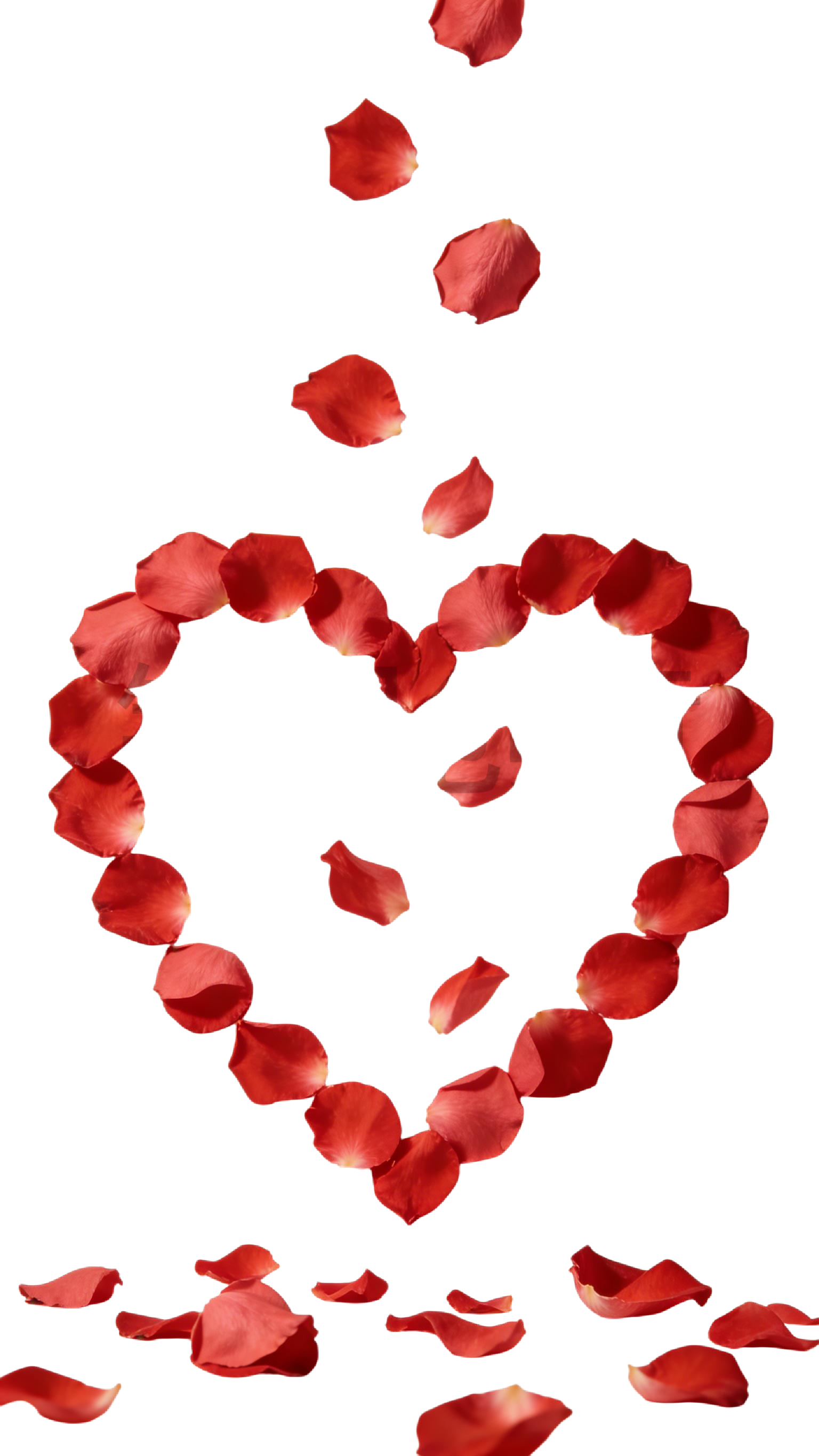 玫瑰花瓣插画元素