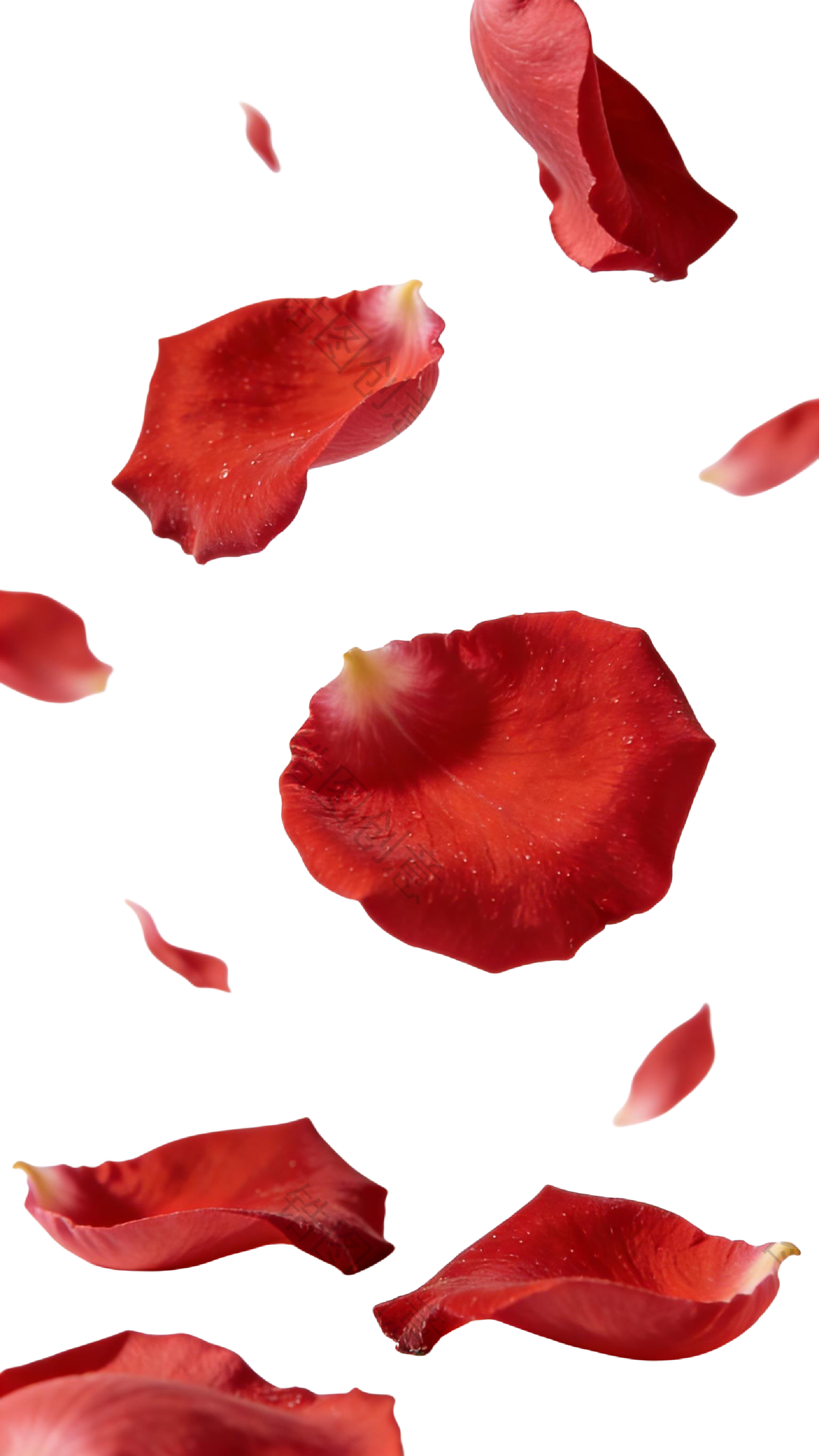飘落的玫瑰花瓣元素