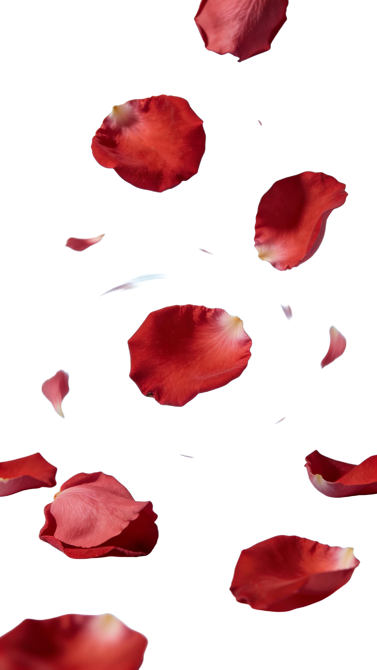 生飘落玫瑰花瓣元素