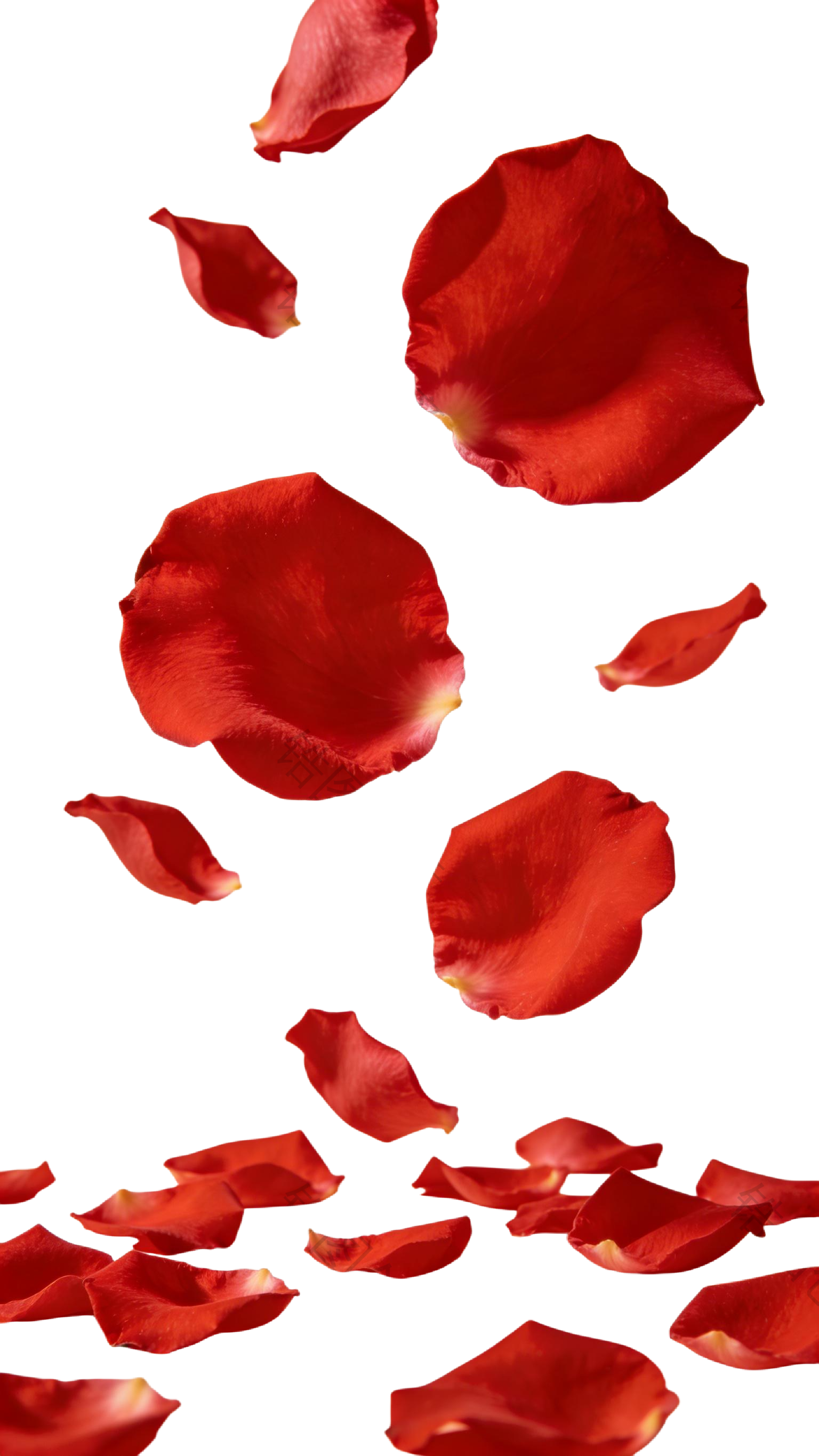 真实感玫瑰花瓣元素