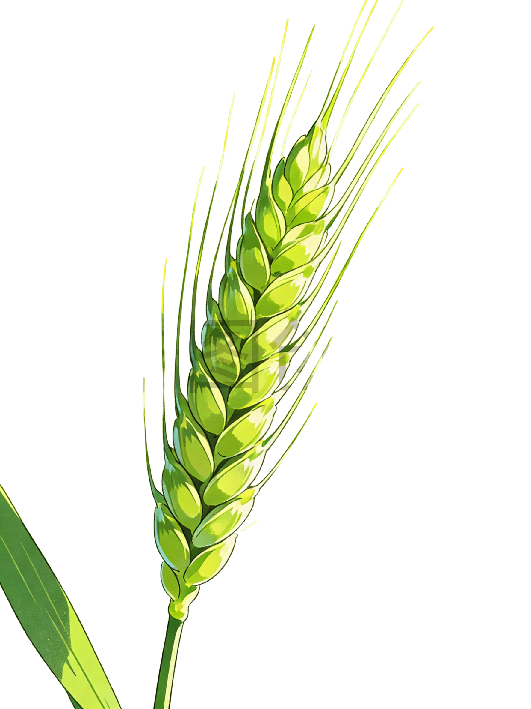 绿色麦穗插画元素