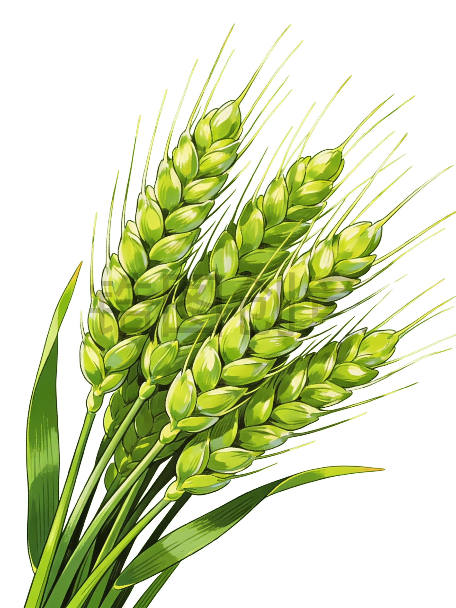 绿色麦穗插画元素
