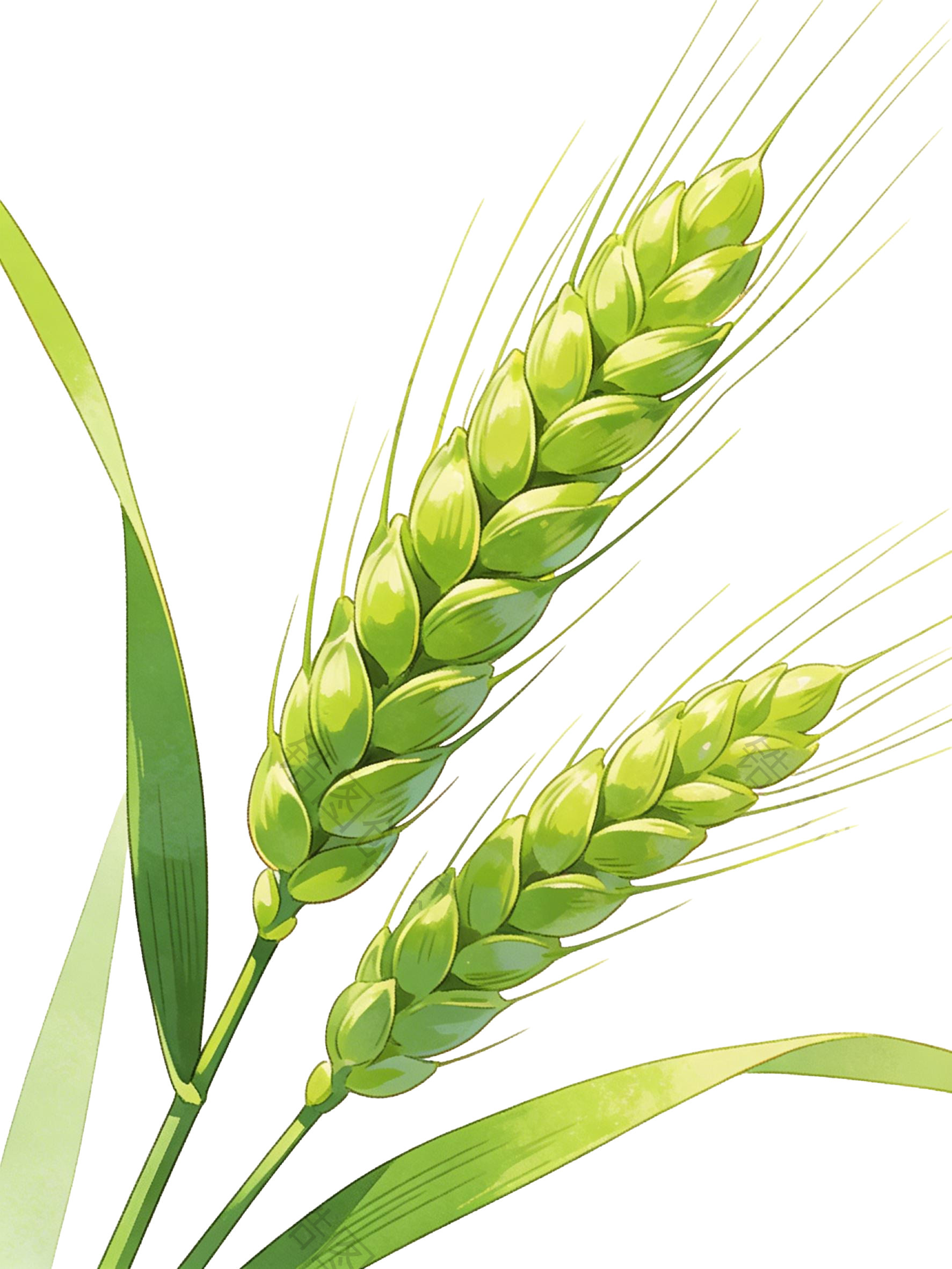 绿色麦穗插画元素