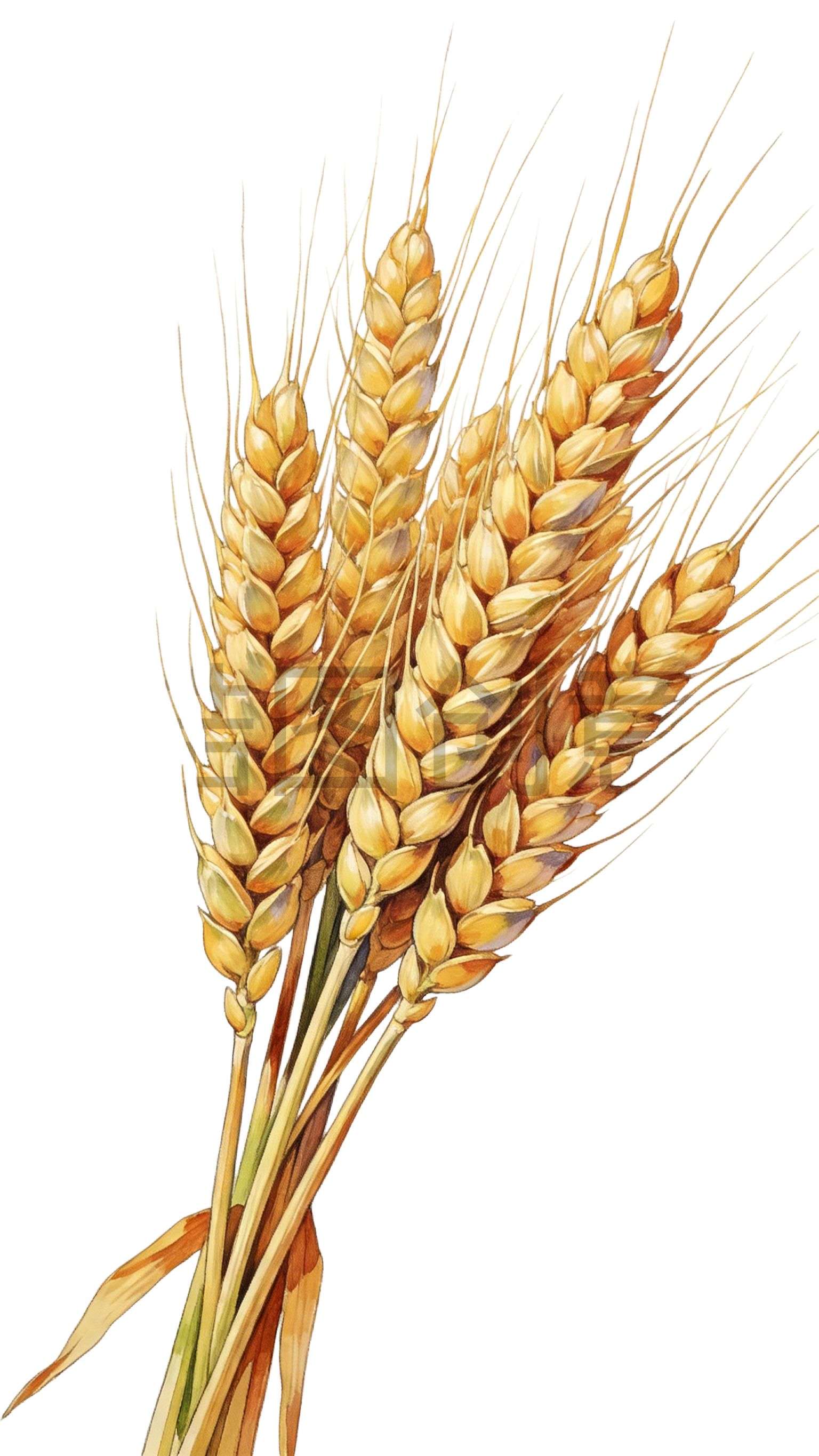黄色成熟麦穗插画插画元素